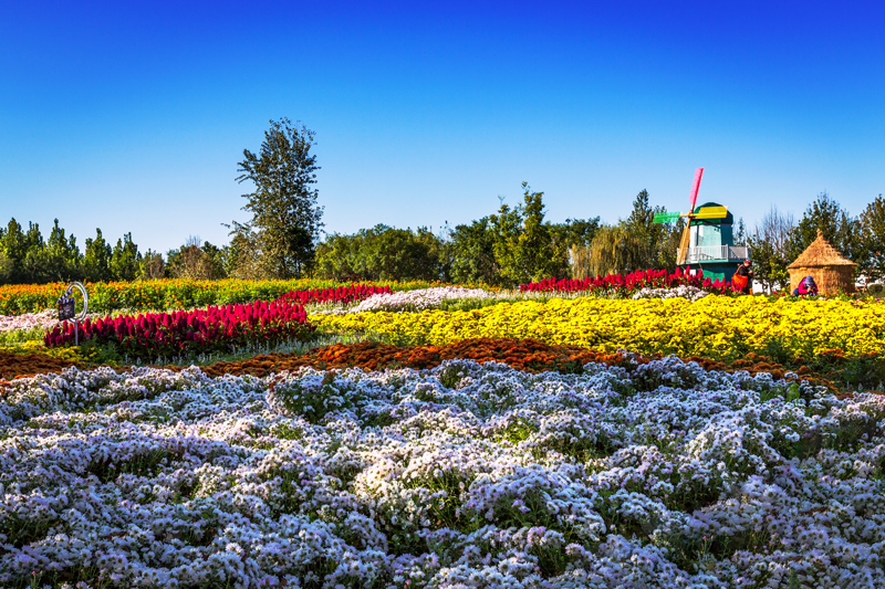 北京国际鲜花港　|